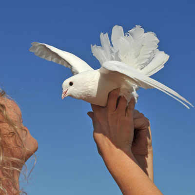 Dove