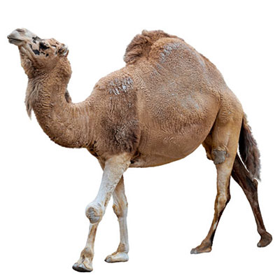 Dromedary