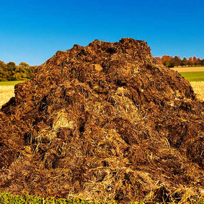  Dung 