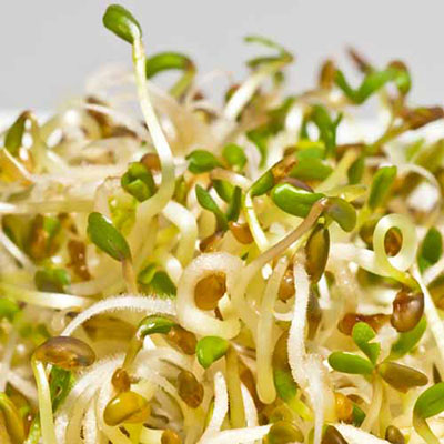Alfalfa