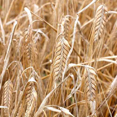  Barley 