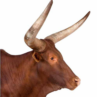  Bull 