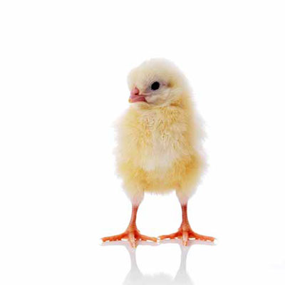 Chick
