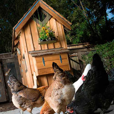 Chicken Coop