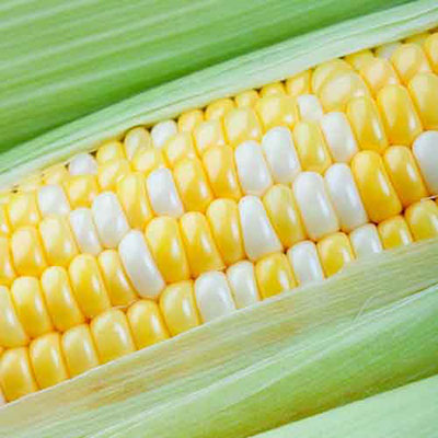  Corn 