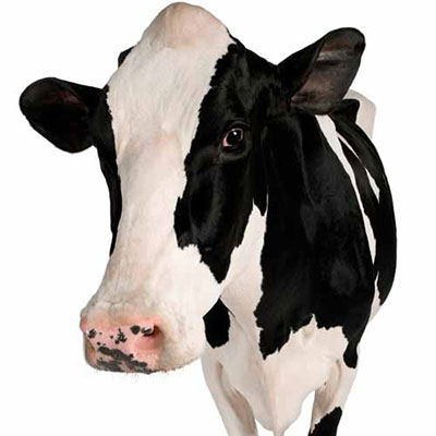  Cow 