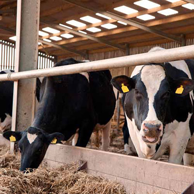 Dairy