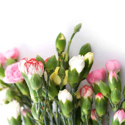  Flowers 