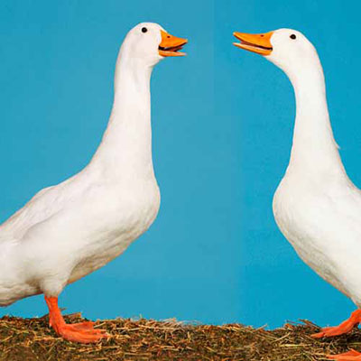 Geese
