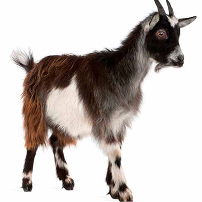  Goat 