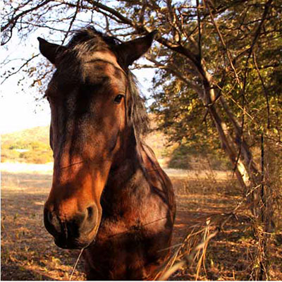 Horse
