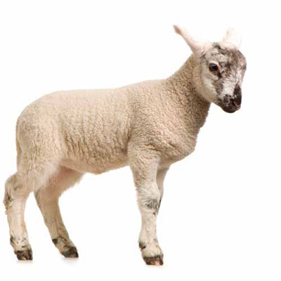 Lamb