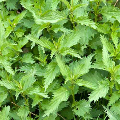 Nettles