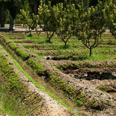 Orchard