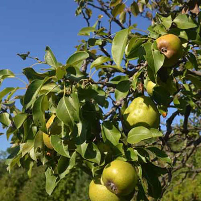  Pear Tree 