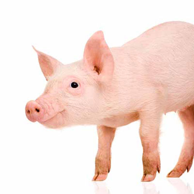  Pig 