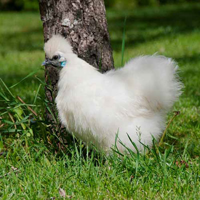 Pullet