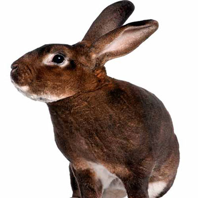 Rabbit