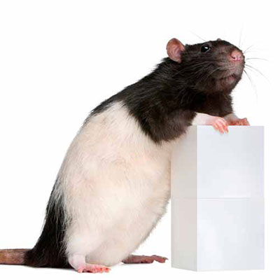  Rat 