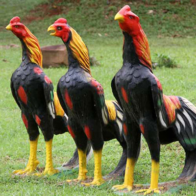 Rooster