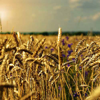 Wheat