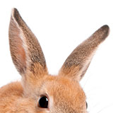 Ears 