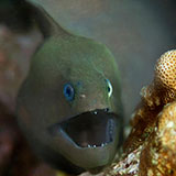 Eel