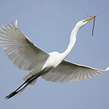 Egret