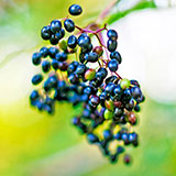 Elderberries