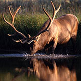 Elk
