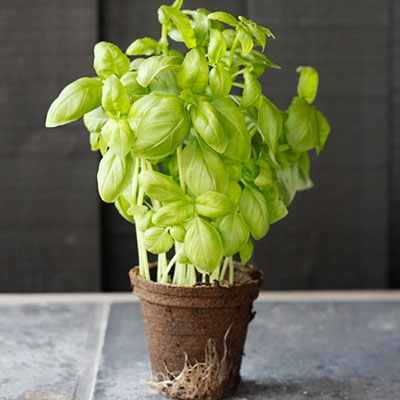 Basil