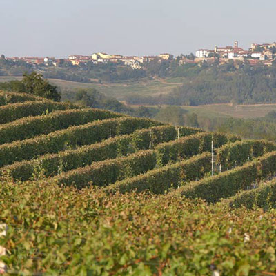 Vineyard
