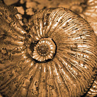 Ammonite