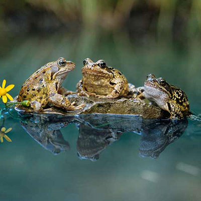 Amphibians
