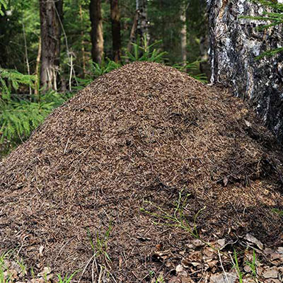 Anthill