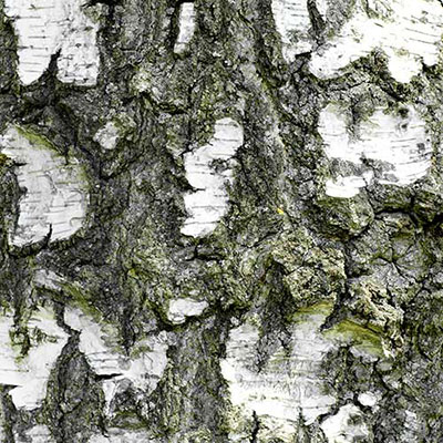 Bark