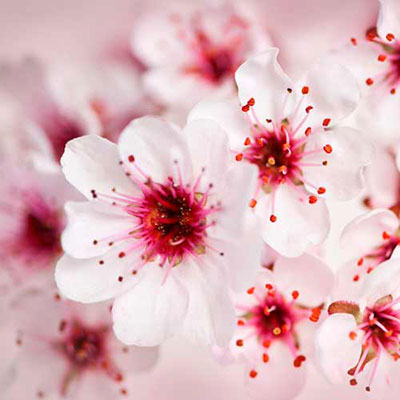 Blossom