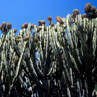 Cacti