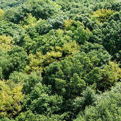 Canopy