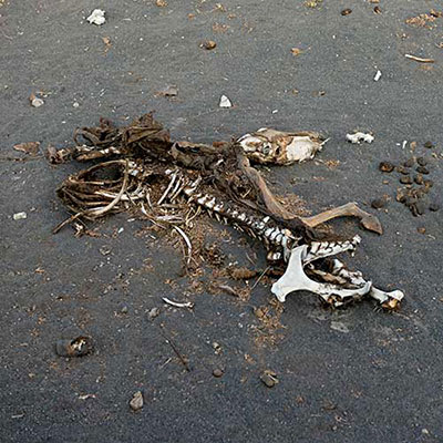  Carcass 