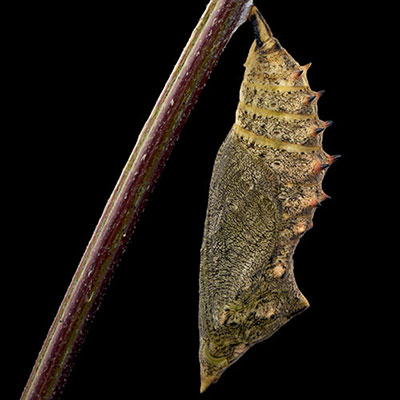  Chrysalis 