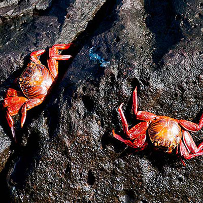 Crustaceans