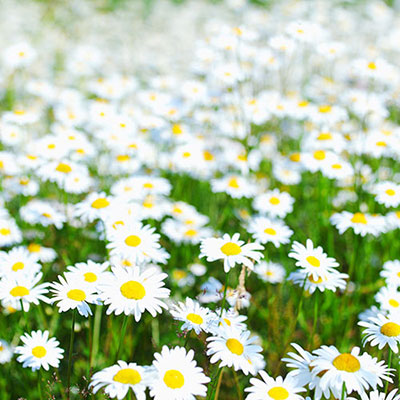 Daisies