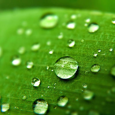 Dew