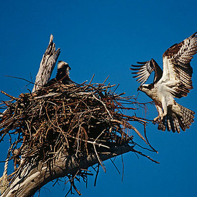  Eyrie 