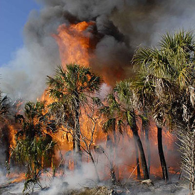 Forest Fire