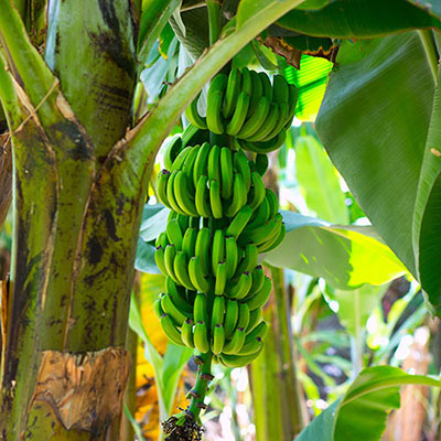 Fruit