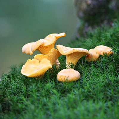 Fungi
