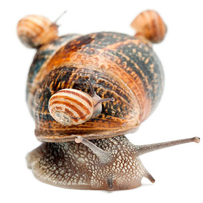  Gastropods 