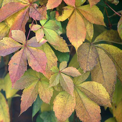 Leaves